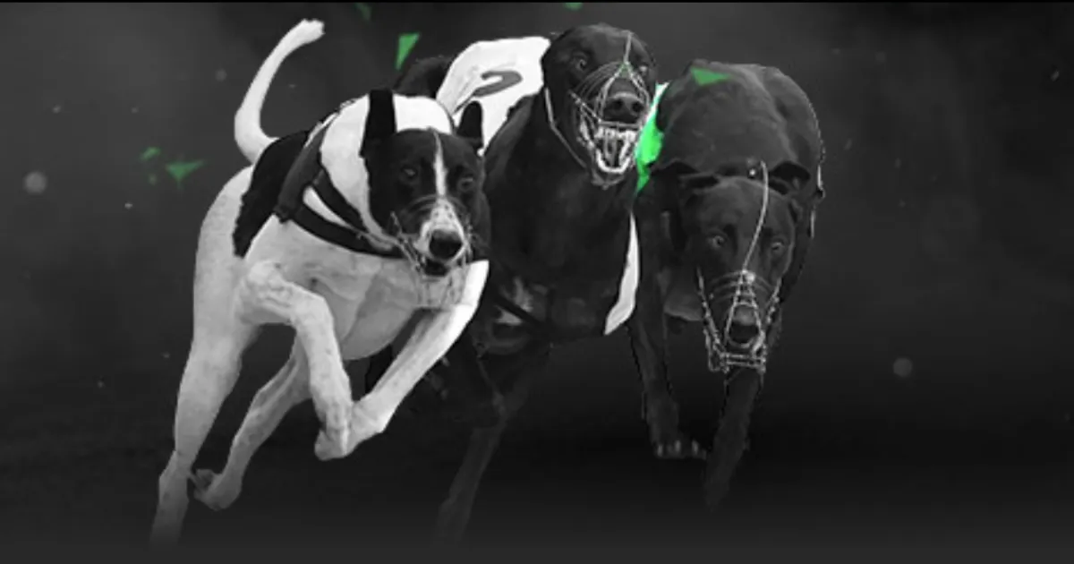 山西汾酒男,篮以,逆转福建晋,开云入口官网,开云入口,开云体育app下载,开云代理,开云全站